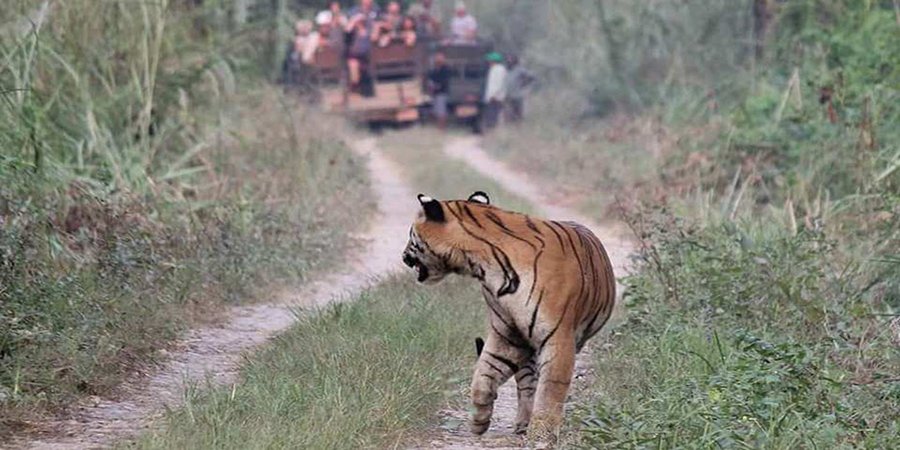 Tiger in Chitawan national park 