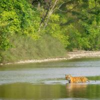 1280px-Bengal_Tiger_Bardiya 