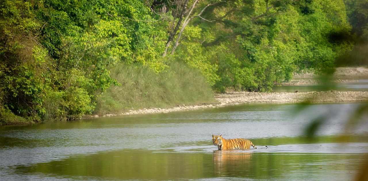 1280px-Bengal_Tiger_Bardiya 